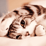 angyo onshi's Avatar